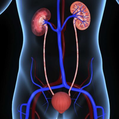 URINARY TRACT